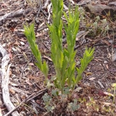 Erigeron sp. (Fleabanes) at Majura, ACT - 30 Dec 2020 by Avery