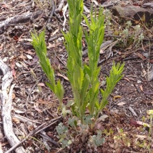 Erigeron sp. at Majura, ACT - 30 Dec 2020