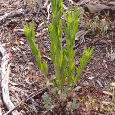 Erigeron sp. (Fleabanes) at Mount Ainslie - 30 Dec 2020 by Avery