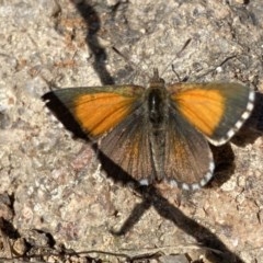 Lucia limbaria (Chequered Copper) at Fadden, ACT - 28 Dec 2020 by RAllen