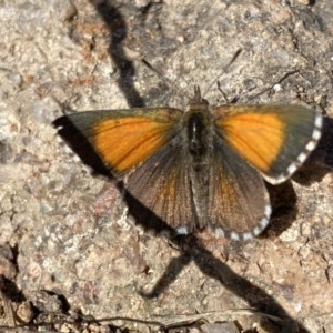 Lucia limbaria at Fadden, ACT - 28 Dec 2020 08:30 AM