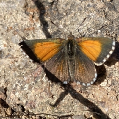 Lucia limbaria (Chequered Copper) at Fadden, ACT - 27 Dec 2020 by RAllen