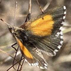 Lucia limbaria at Fadden, ACT - 28 Dec 2020 08:30 AM