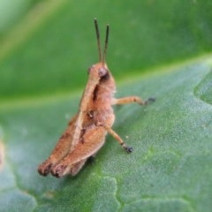 Phaulacridium vittatum (Wingless Grasshopper) at Hughes, ACT - 30 Dec 2020 by LisaH