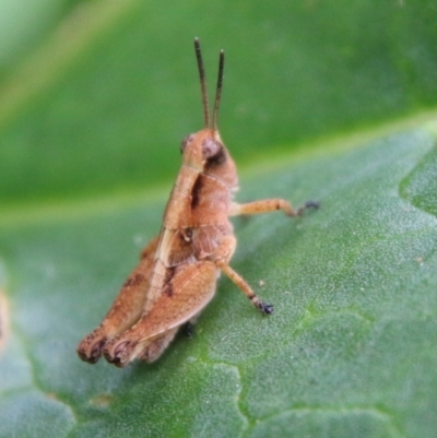 Phaulacridium vittatum (Wingless Grasshopper) at Hughes, ACT - 30 Dec 2020 by LisaH
