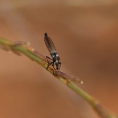 Cerdistus sp. (genus) (Slender Robber Fly) at Hughes, ACT - 30 Dec 2020 by LisaH