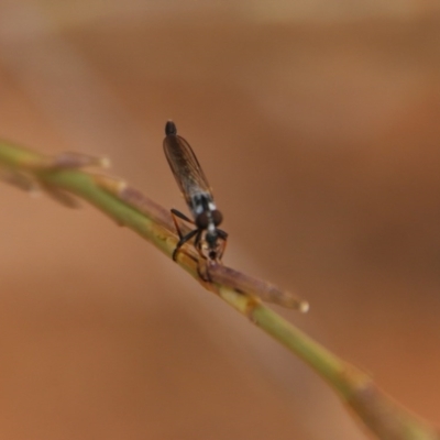 Cerdistus sp. (genus) (Yellow Slender Robber Fly) at Hughes, ACT - 30 Dec 2020 by LisaH