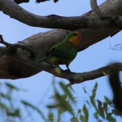 Polytelis swainsonii (Superb Parrot) at Hughes, ACT - 30 Dec 2020 by LisaH