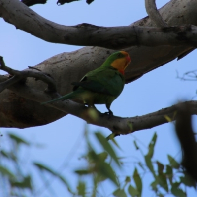 Polytelis swainsonii (Superb Parrot) at Red Hill to Yarralumla Creek - 30 Dec 2020 by LisaH