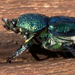 Lamprima aurata at Curtin, ACT - 28 Dec 2020