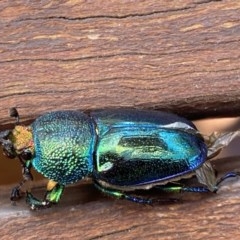 Lamprima aurata at Curtin, ACT - 28 Dec 2020