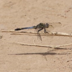 Orthetrum caledonicum (Blue Skimmer) at Hughes, ACT - 30 Dec 2020 by LisaH
