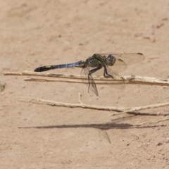 Orthetrum caledonicum (Blue Skimmer) at Hughes, ACT - 30 Dec 2020 by LisaH