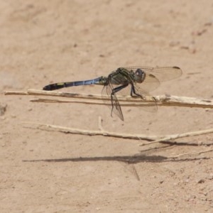 Orthetrum caledonicum at Hughes, ACT - 30 Dec 2020