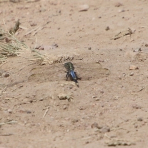 Orthetrum caledonicum at Hughes, ACT - 30 Dec 2020