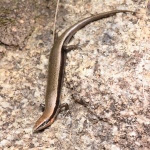 Acritoscincus platynotus at Paddys River, ACT - 30 Dec 2020