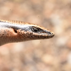 Acritoscincus platynotus at Paddys River, ACT - 30 Dec 2020