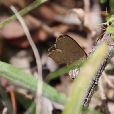 Paralucia pyrodiscus (Fiery Copper) at Red Hill Nature Reserve - 30 Dec 2020 by LisaH