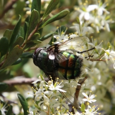 Rutilia sp. (genus) (A Rutilia bristle fly, subgenus unknown) at Red Hill Nature Reserve - 30 Dec 2020 by LisaH