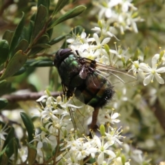 Rutilia sp. (genus) at Hughes, ACT - 30 Dec 2020