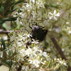 Rutilia sp. (genus) at Hughes, ACT - 30 Dec 2020