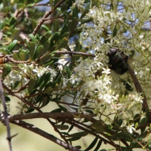 Rutilia sp. (genus) at Hughes, ACT - 30 Dec 2020