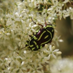 Eupoecila australasiae (Fiddler Beetle) at Red Hill Nature Reserve - 30 Dec 2020 by LisaH