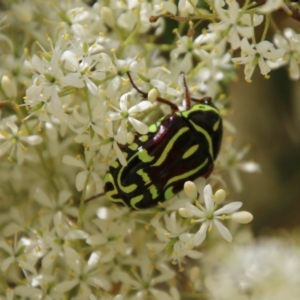 Eupoecila australasiae at Hughes, ACT - 30 Dec 2020