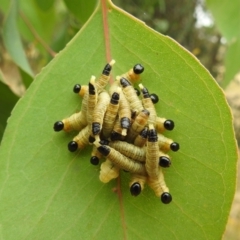 Pseudoperga sp. (genus) (Sawfly, Spitfire) at Lions Youth Haven - Westwood Farm A.C.T. - 30 Dec 2020 by HelenCross