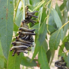 Pseudoperga sp. (genus) (Sawfly, Spitfire) at Lions Youth Haven - Westwood Farm A.C.T. - 30 Dec 2020 by HelenCross