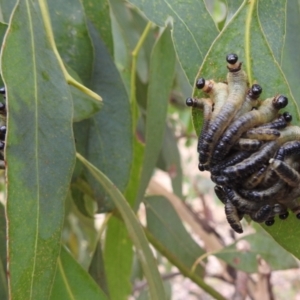 Pseudoperga sp. (genus) at Stromlo, ACT - 31 Dec 2020