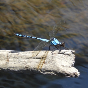 Diphlebia nymphoides at Brindabella, NSW - 30 Dec 2020