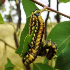 Pergidae sp. (family) (Unidentified Sawfly) at Lions Youth Haven - Westwood Farm A.C.T. - 30 Dec 2020 by HelenCross