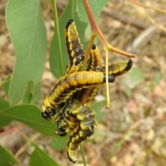 Pergidae sp. (family) at Stromlo, ACT - 31 Dec 2020