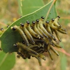 Pseudoperga sp. (genus) (Sawfly, Spitfire) at Stromlo, ACT - 30 Dec 2020 by HelenCross