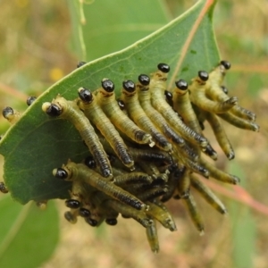 Pseudoperga sp. (genus) at Stromlo, ACT - suppressed