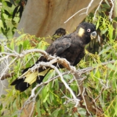 Zanda funerea (Yellow-tailed Black-Cockatoo) at Lions Youth Haven - Westwood Farm A.C.T. - 31 Dec 2020 by HelenCross