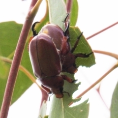 Anoplognathus montanus (Montane Christmas beetle) at Stromlo, ACT - 30 Dec 2020 by HelenCross
