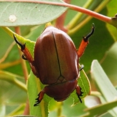 Anoplognathus montanus at Stromlo, ACT - suppressed