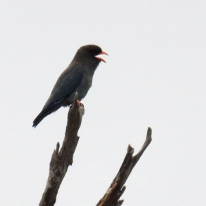 Eurystomus orientalis at Stromlo, ACT - suppressed