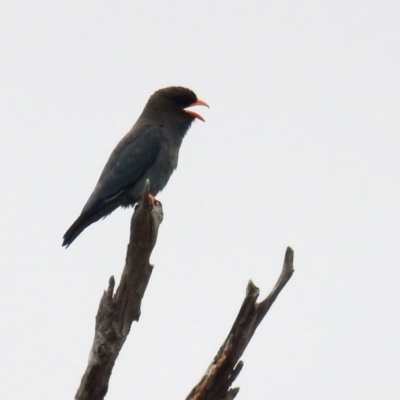 Eurystomus orientalis (Dollarbird) at Stromlo, ACT - 31 Dec 2020 by HelenCross