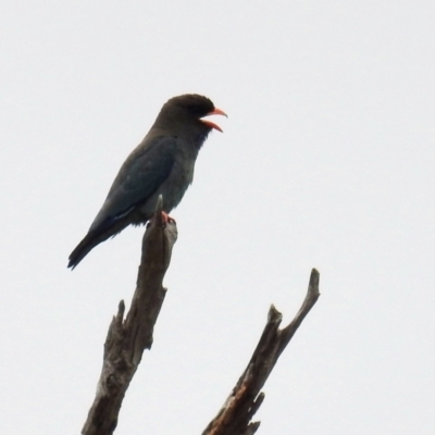 Eurystomus orientalis (Dollarbird) at Stromlo, ACT - 30 Dec 2020 by HelenCross