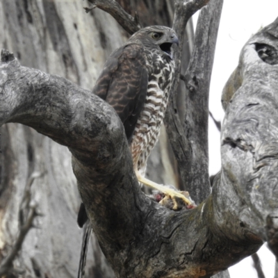 Tachyspiza fasciata (Brown Goshawk) at Kambah, ACT - 31 Dec 2020 by HelenCross