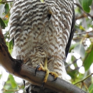 Accipiter fasciatus at Kambah, ACT - 31 Dec 2020