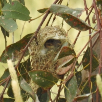 Smicrornis brevirostris (Weebill) at Kambah, ACT - 31 Dec 2020 by HelenCross