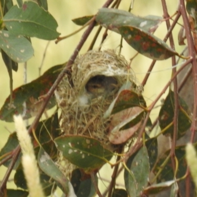 Smicrornis brevirostris (Weebill) at Lions Youth Haven - Westwood Farm A.C.T. - 30 Dec 2020 by HelenCross