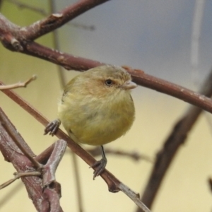 Smicrornis brevirostris at Kambah, ACT - suppressed