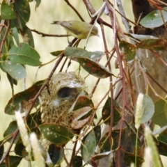 Smicrornis brevirostris at Kambah, ACT - suppressed