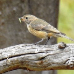 Pachycephala rufiventris (Rufous Whistler) at Kambah, ACT - 31 Dec 2020 by HelenCross