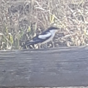 Lalage tricolor at Cook, ACT - 7 Dec 2020 06:09 PM